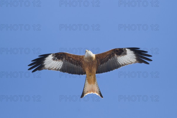 Red Kite (Milvus milvus) flying, Germany
