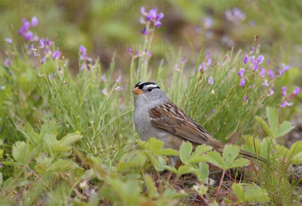 White-crowned Sparrow (Zonotrichia leucophrys) perched on a meadow, British Columbia, Canada