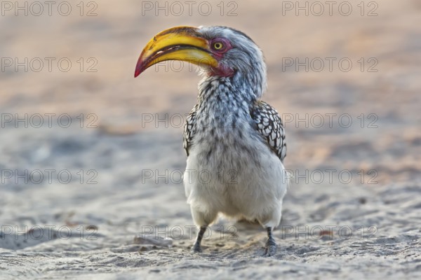 Southern Yellow-billed Hornbill (Tockus leucomelas), Moremi, Botswana