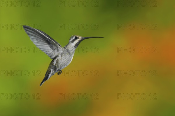 Plain-capped Starthroat Heliomaster constantii pinicola Puerto Vallart, Jalisco, Mexico 14 June Adult in flight. Trochilidae