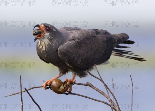 Snail Kite (Rostrhamus sociabilis) male perched on a branch feeding on a snail, Florida, USA