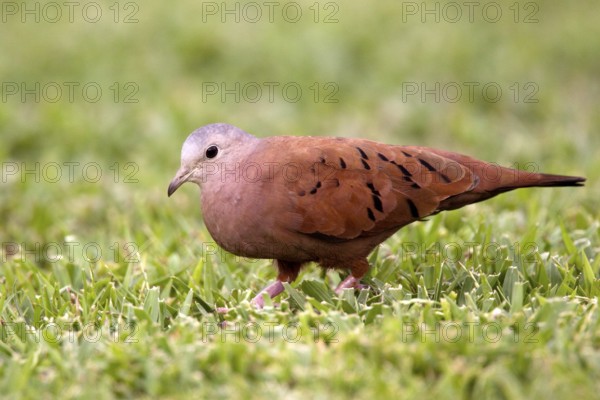 Ruddy Ground-Dove Columbina talpacoti Gulfito, Costa Rica 5 November Adult Male Columbidae