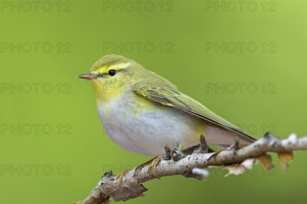 Wood Warbler (Phylloscopus sibilatrix), Rhineland-Palatinate, Germany