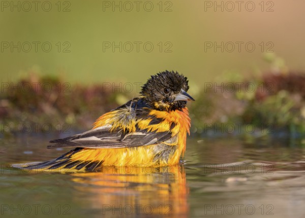 Baltimore Oriole (Icterus galbula) male bathing, Texas, USA