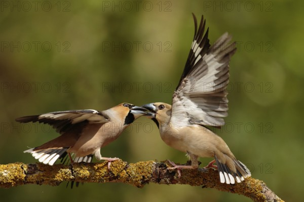 Hawfinch (Coccothraustes coccothraustes) males wrangling, Utrecht, Netherlands