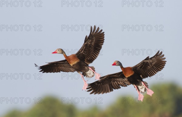 Black-bellied Whistling Duck (Dendrocygna autumnalis) flying, Florida, USA