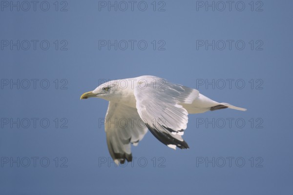 American Herring Gull (Larus smithsonianus) flying, New Jersey, USA