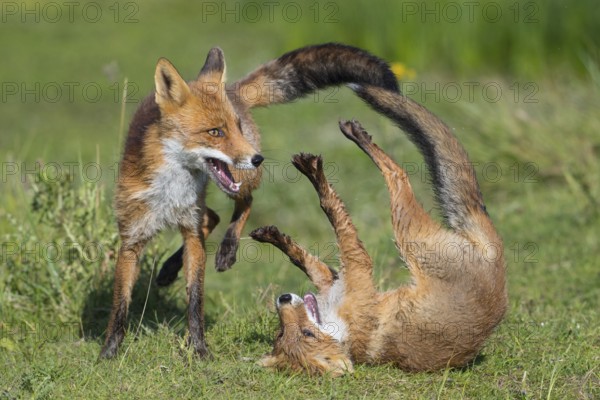 Red Fox (Vulpes vulpes) two young fighting and playing in grassland, Netherlands