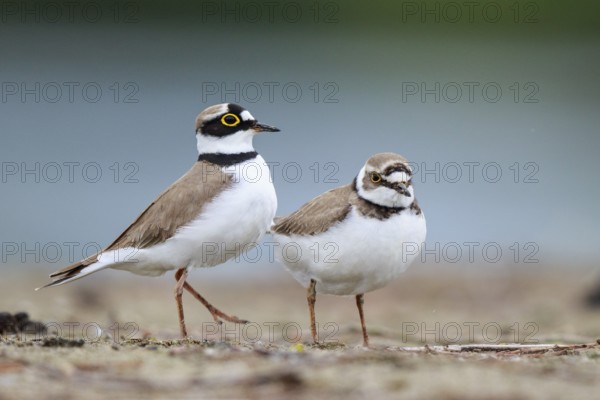 Little Ringed Plover (Charadrius dubius) pair displaying, North Rhine-Westphalia, Germany