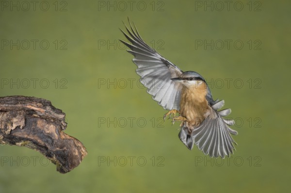 Eurasian Nuthatch (Sitta europaea) landing on a branch, Aosta Valley, Italy