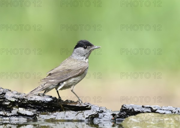 Eurasian Blackcap (Sylvia atricapilla) male, Hungary