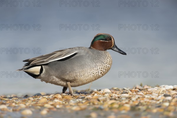 Eurasian Teal (Anas crecca) male, Schleswig-Holstein, Germany