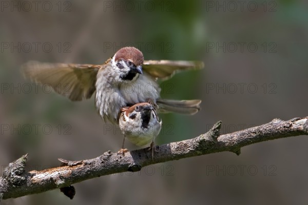 Eurasian Tree Sparrow (Passer montanus) pair mating, Saxony-Anhalt, Germany