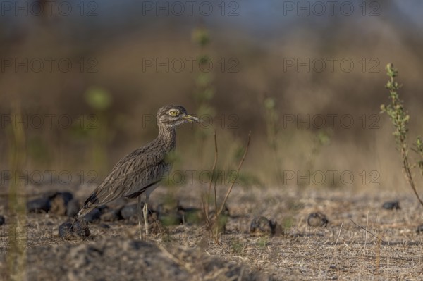 Senegal Thick-knee (Burhinus senegalensis), Senegal