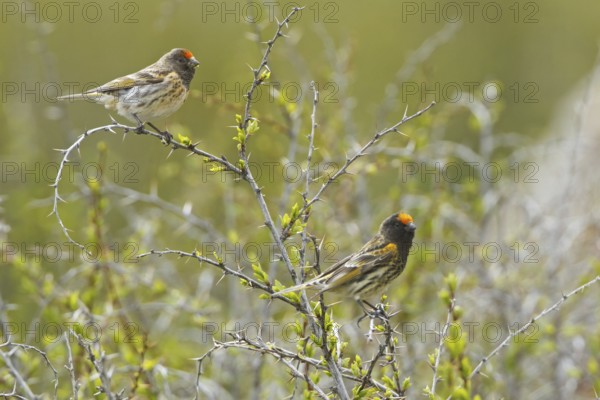 Red-fronted Serin (Serinus pusillus), Nigde, Turkey