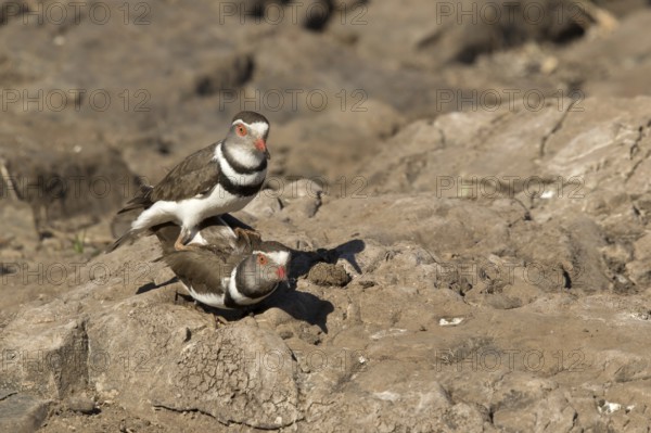 Driebandplevier, Three-banded Plover, Charadrius tricollaris