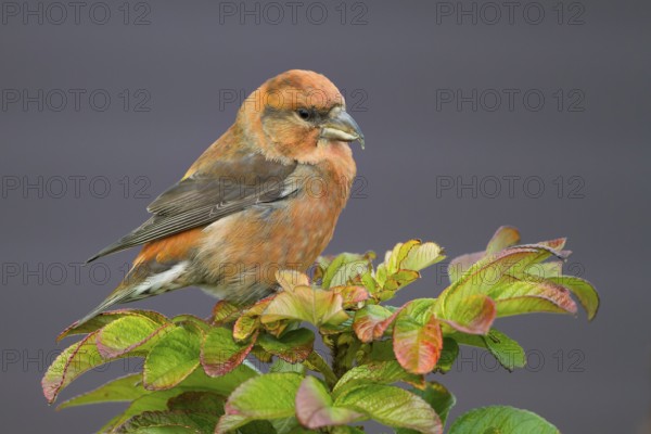 Common Crossbill - Fichtenkreuzschnabel - Loxia curvirostra ssp. curvirostra, Germany, adult male, Type C 'Glip Crossbill'