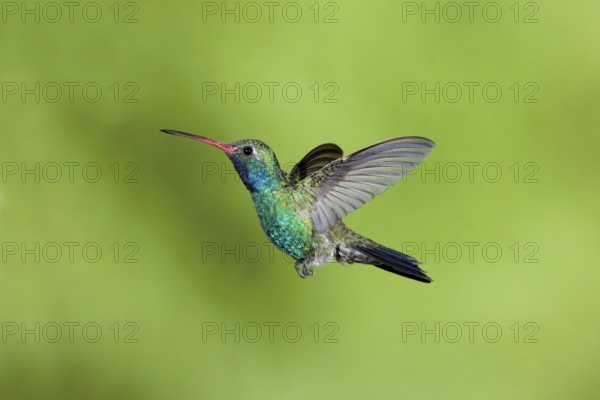 Broad-billed Hummingbird Cynanthus latirostris Santa Rita Mountains, Arizona, United States 18 May Adult Male Trochilidae