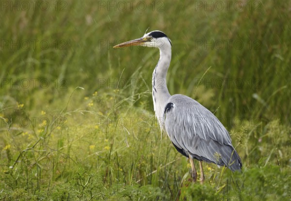 Grey Heron (Ardea cinerea) in rain, Mecklenburg-Western Pomerania, Germany