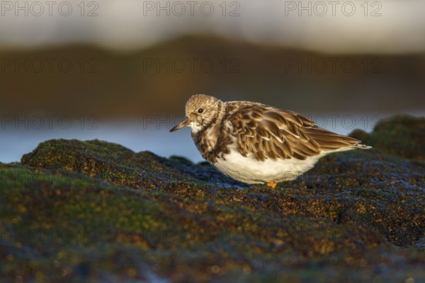 Ruddy Turnstone (Arenaria interpres) feeding on stones, Asturias, Spain