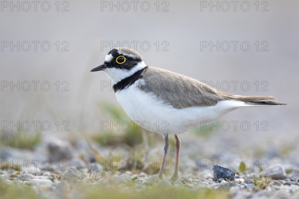 Little Ringed Plover (Charadrius dubius), Saxony-Anhalt, Germany