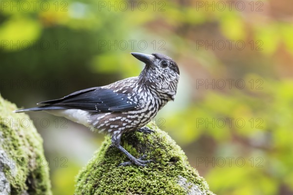 Nutcracker - Tannenhäher - Nucifraga caryocatactes ssp. caryocatactes, Germany, adult