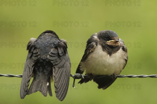 Barn Swallow (Hirundo rustica) juvenile, Lower Saxony, Germany