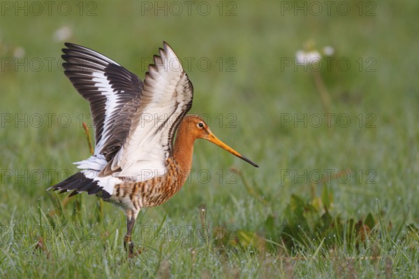 Black-tailed Godwit (Limosa limosa) flapping its wings, Netherlands