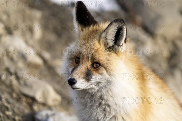 Tibetan red fox (Vulpes vulpes montana), Himalayas, Spitital, Kaza, Himachal Pradesh, India