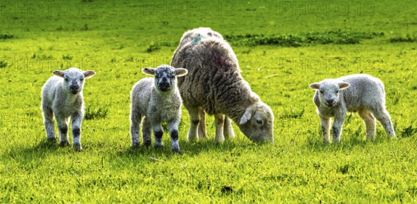 Sheep and farm in Lake District National Park, Coniston Water, Cumbria, England, United Kingdom