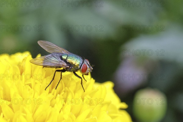 Bottle Fly (Lucilia caesar) on Tagetes or marigold (Tagetes sp.), macro photograph, Wilnsdorf, North Rhine-Westphalia, Germany