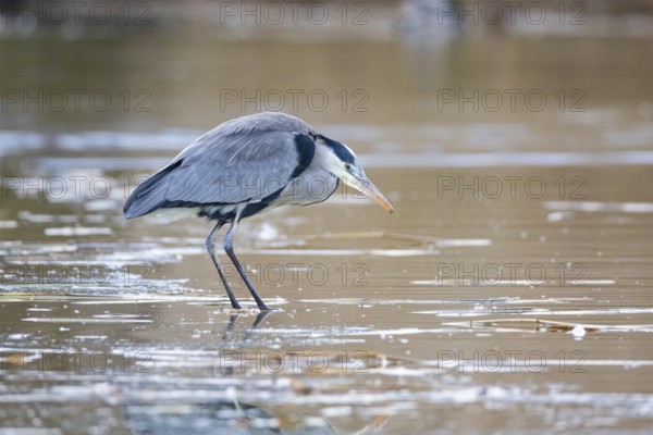 Grey heron (Ardea cinerea) Germany