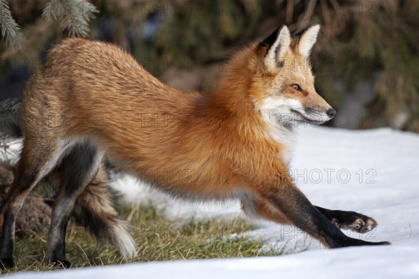 Red fox (vulpes vulpes), Fox standing on snow and stretchingw, Province of Quebec, Canada, North America