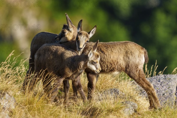 Three young chamois moving in a grassy, rocky environment surrounded by forest greenery, chamois, chamois, (Rupicapra rupicaprae), fawn, wildlife, Vosges, France