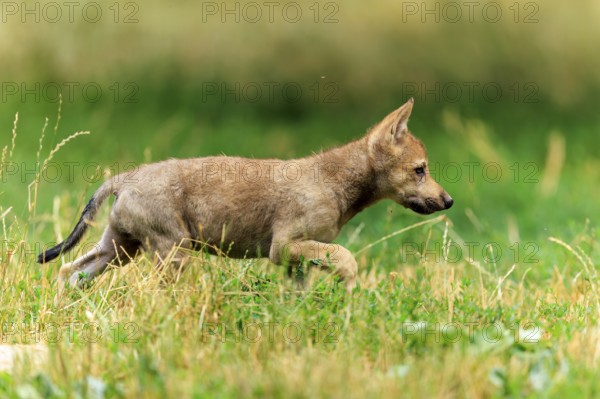Wolf pup hunts attentively for something in the green meadow, Timberwolf, wolf, American wolf, (Canis lupus lycaon), pup, Germany