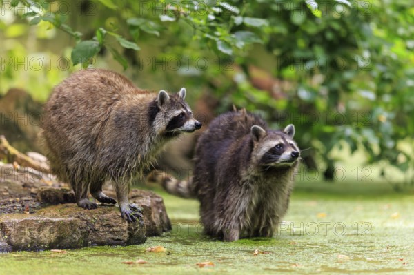 Two raccoons look attentively in a green, autumnal forest, raccoon (Procyon lotor), Germany