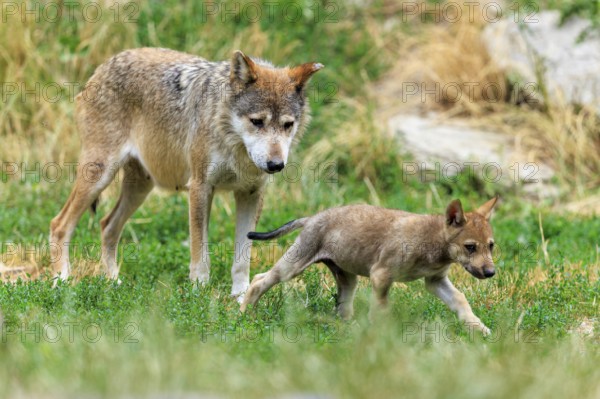 A wolf standing in the grass next to a playing puppy, Timberwolf, wolf, American wolf, (Canis lupus lycaon), puppy, Germany