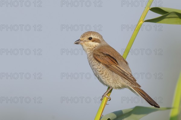 Red-backed shrike (Lanius collurio), female sitting on a reed stalk, looking for prey, wildlife, migratory bird, animals, birds, Lake Neusiedl-Seewinkel National Park, Burgenland, Austria, Eastern Europe