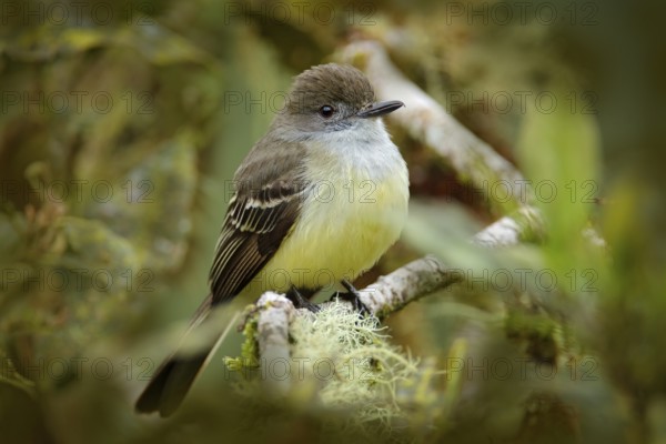 Pale-edged flycatcher, Myiarchus cephalotes, hidden in the nature forest habitat. Bird sitting on the tree branch, San Isidro in Ecuador. Bird travelling in South America