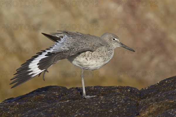 Willet (Tringa semipalmata), California, USA