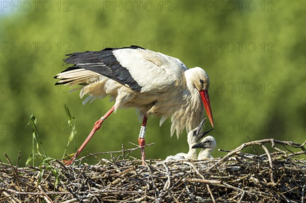 A stork leans towards its chicks in the nest, white stork (Ciconia ciconia), wildlife, Germany