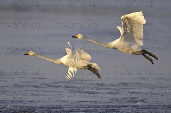 Whooper Swan (Cygnus cygnus) flying, Lower Saxony, Germany