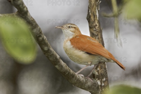 Pacific Hornero (Furnarius leucopus), Ecuador