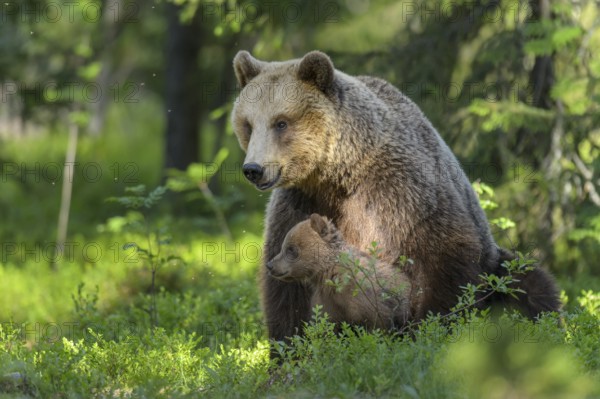 Eurasian Brown Bear (Ursus arctos) mother with cubs in forest, Finland