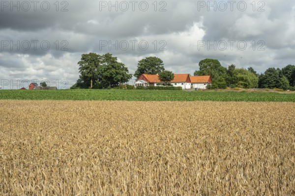 Field with ripe wheat at farm and heavy clouds in Ingelstorp, Ysads municipality, Skåne county, Sweden, Scandinavia