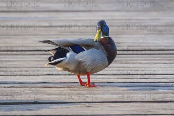 A mallard (Anas platyrhynchos) stands on a jetty at the Steinhuder Meer and looks into the camera, animal photo, bird, bird species, nature photo, wildlife, fauna, Hagenburg, Lower Saxony, Germany