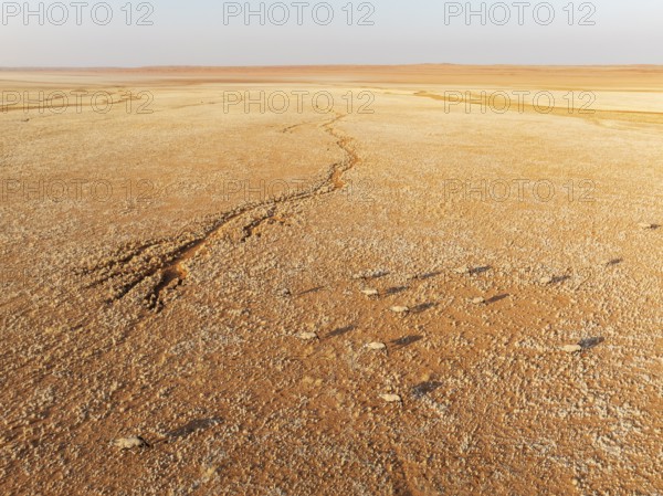 Gemsbok (Oryx gazella). Roaming an arid plain at the edge of the Namib Desert. Aerial view. Drone shot. Namibia