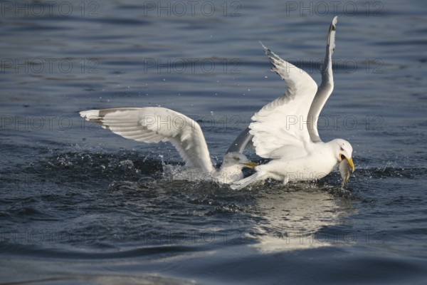 Herring gulls (Larus argentatus) fighting over a fish, Mecklenburg-Western Pomerania, Germany, Mecklenburg-Western Pomerania, Germany