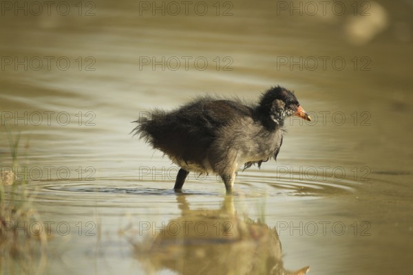 Green-footed moorhen (Gallinula chloropus) young bird foraging in the water in a gravel pit, Allgäu, Bavaria, Germany, Allgäu, Bavaria, Germany