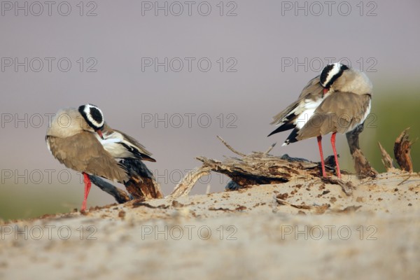 Crowned Lapwing (Vanellus coronatus), Namibia